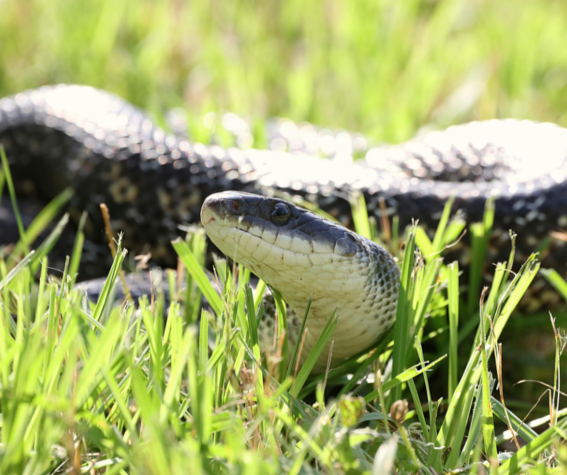 It’s illegal to kill certain snakes in GA. Here’s which ones and why